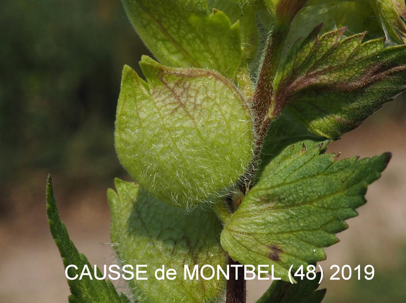 Yellow Rattle, European fruit